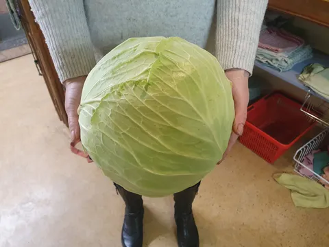 Cabbagegreen