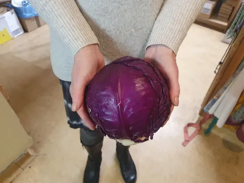 Cabbagered