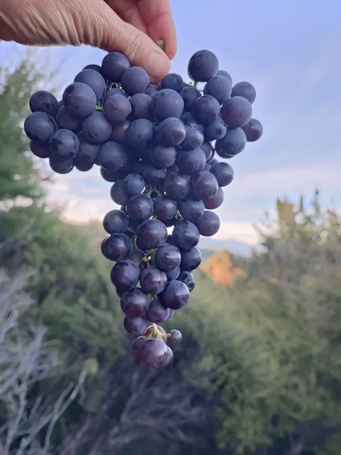 Grapes