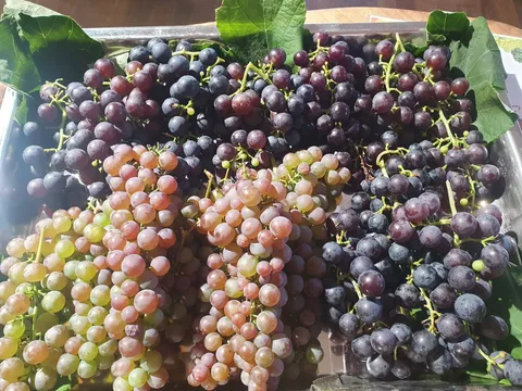 Grapes 2
