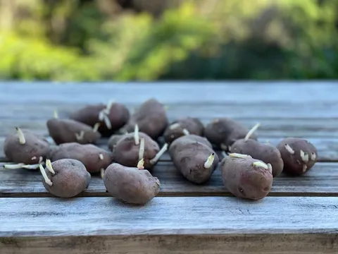 Growing Potato Es