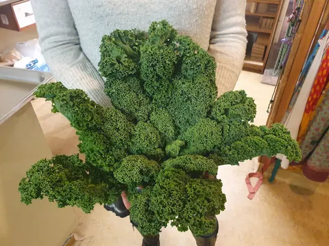 Kale