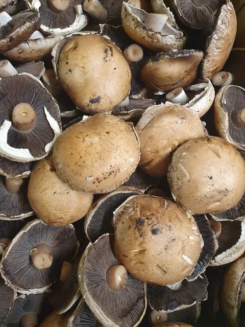 Mushroom Sbrown