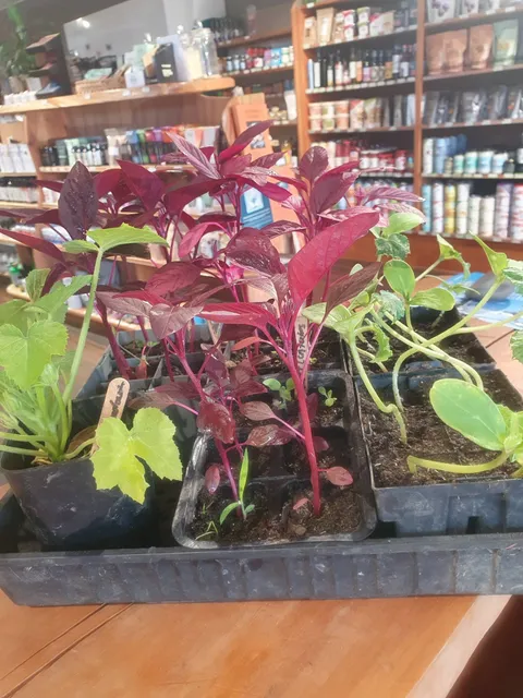 Plants