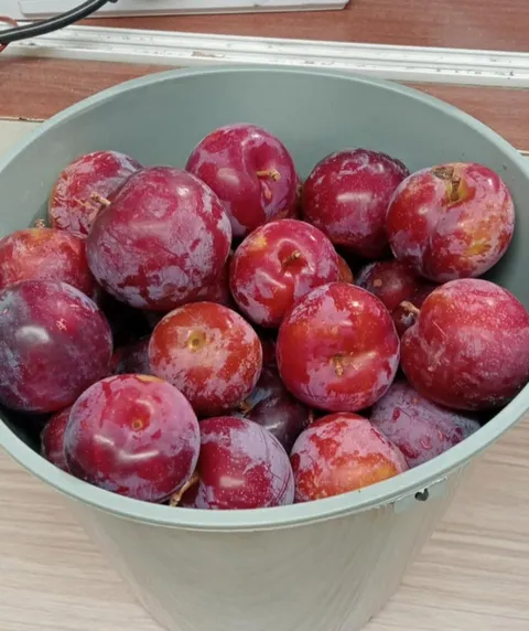 Plums