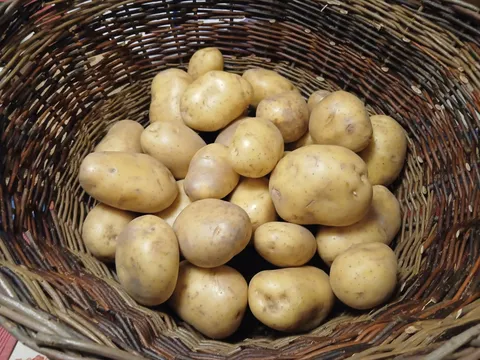 Potato