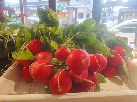 Radish