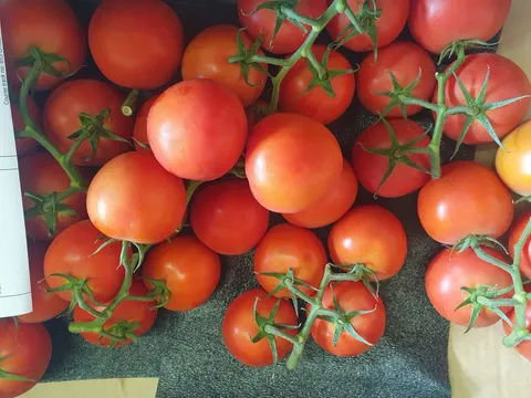 Tomatoes